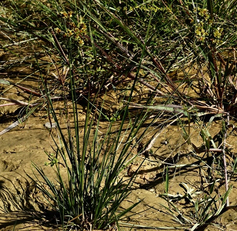 {Cyperus metzii}